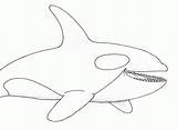 Orca Whale Coloring Page  Home sketch template