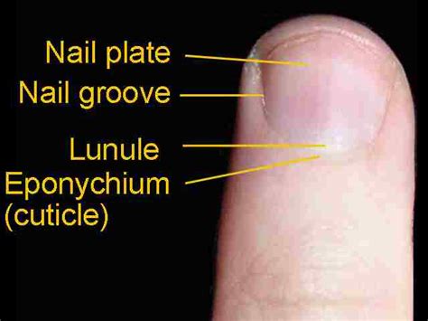 File:Fingernail label.jpg - Wikimedia Commons