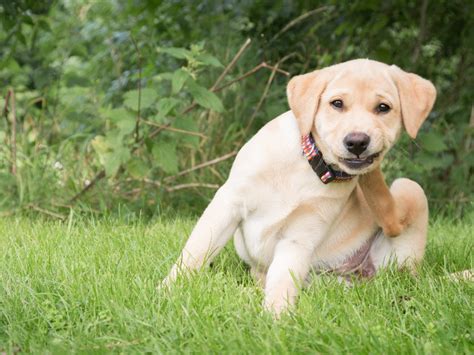 What is the best dog collar for sensitive dog skin?