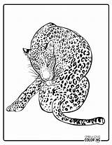 Free Leopard Coloring Pages  Simply Love sketch template