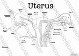 Uterus Coloring Page Pages sketch template