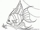 Angelfish Coloring Pages sketch template