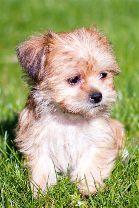 Shorkie is the shih tzu yorkshire terrier mix the perfect lapdog – Artofit