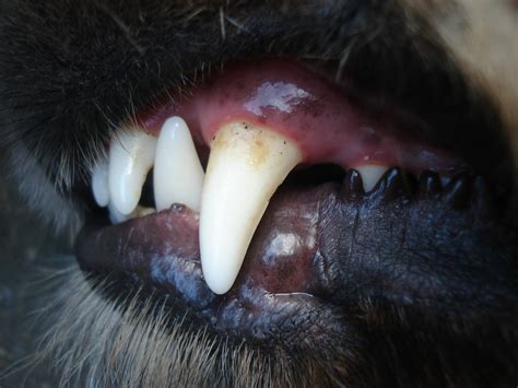VETgirl Veterinary CE Webinars Extraction of PM4 and the canine tooth ...
