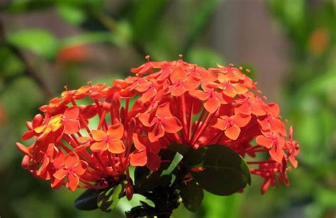 Growing Ixora - A Full Planting Guide | Agri Farming