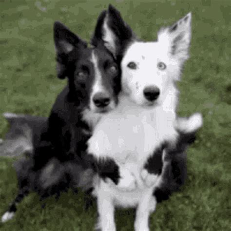 Dog Hug GIF - Dog Hug Hugging - Discover & Share GIFs