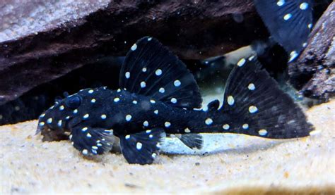 vampire pleco – Pier Aquatics