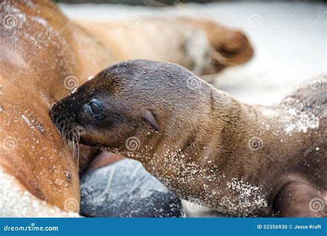 Sea Lion Baby Feeding stock photo. Image of mammal, lovable - 52356930