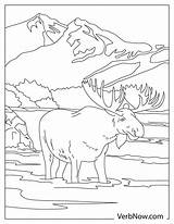Free MOOSE Coloring Pages For Download Printable PDF sketch template