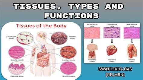 The 4 Types Of Tissue