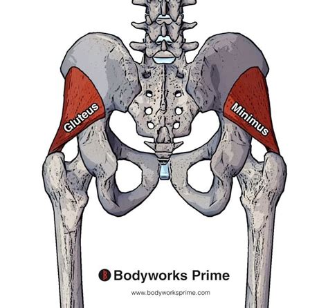 Gluteus Minimus Muscle Anatomy - Bodyworks Prime