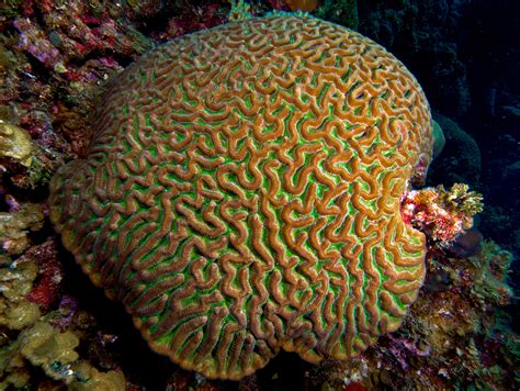 File:Colpophyllia natans (Boulder Brain Coral) entire colony.jpg ...