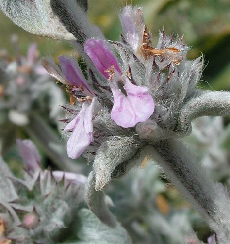 Flower Gallery :: Lamiaceae :: AAAA9045