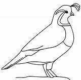 Baby Quail Coloring Page  Free Printable Pages For Kids sketch template