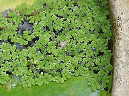 Azolla pinnata - Biodiversity of India: A Wiki Resource for Indian Biodiversity