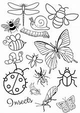 Insects Colouring Page  Etsy Canada Insect coloring Pages Coloring sketch template
