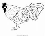 Rooster Coloring Pages Birds sketch template
