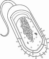 Cell Coloring Bacteria Prokaryotic Pages Worksheet Labeled Prokaryotes  sketch template