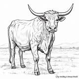Longhorn Coloring Pages  Free & Printable sketch template