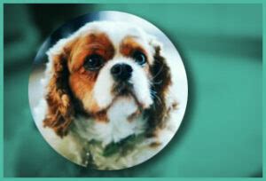 King Charles Spaniel Health Issues | Dog Health Today