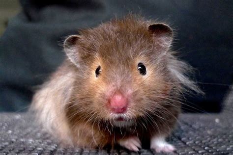 How Much Is Hamsters at Petco? Pricing and Availability - Hamster Spruce