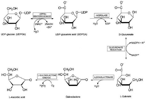 Biosynthesis of L-ascorbic acid from glucose. | Download Scientific Diagram