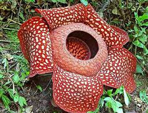 Giant Rafflesia - Largest flower in the world