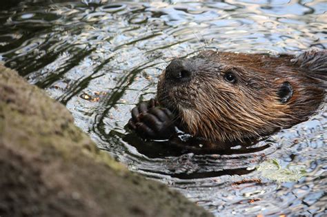 New York State Animal | Beaver