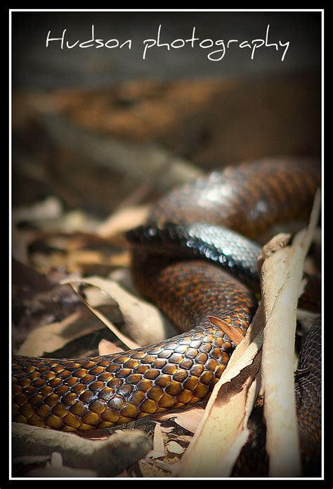 fierce snake - australia zoo | The Fierce Snake, otherwise k… | Flickr