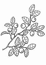 Berries coloring pages To Download And Print For Free sketch template