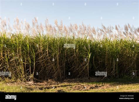 Sugar cane fields in the Mackay area of Queensland in Australia. Mackay is the largest sugar ...