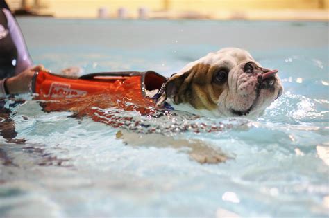 Gallery | Bluewaters Canine Hydrotherapy