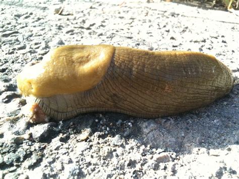 Biggest Slug I er' Seen | Flickr - Photo Sharing!