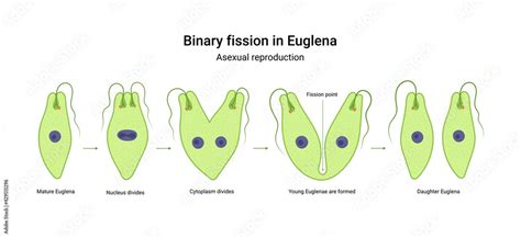 Binary fission in Euglena. Vector educational illustration. Reproduction เวกเตอร์สต็อก | Adobe Stock