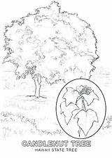 Celtic Tree Of Life Coloring Pages At GetColoringscom  Free Printable sketch template