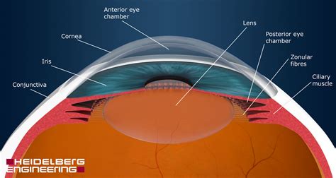Anterior Eye Anatomy