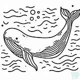 29 Whales Coloring Pages  Free PDF Download sketch template