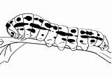 Free Printable Caterpillar Coloring Pages For Kids sketch template