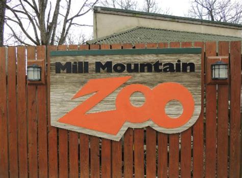 Discover the mysterious world of nocturnal animals in Mill Mountain Zoo ...