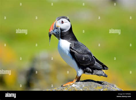 Atlantic puffin fish mouth hi-res stock photography and images - Alamy