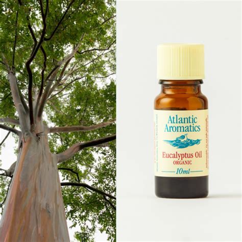 Eucalyptus Org Aromatherapy Oil - New leaf Health Store