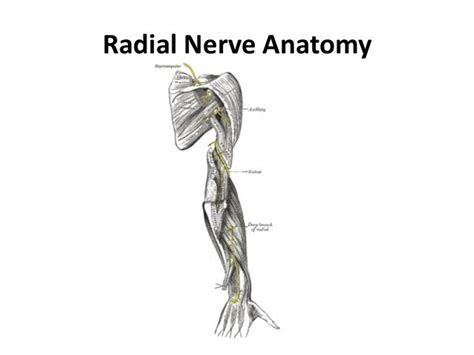 Radial Nerve Palsy