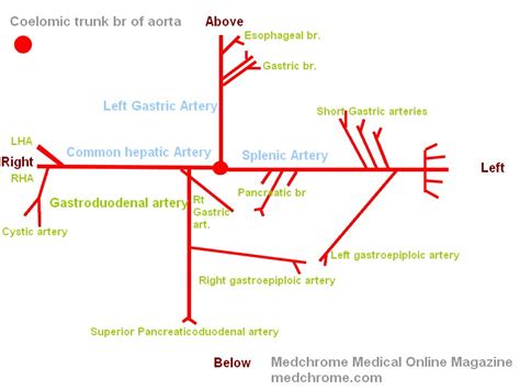 Draw to Know it - Branches of Celiac Artery and Blood Supply of Stomach ~ MedchromeTube - Best ...