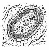 Bacteria Coloring Cell Clipart Prokaryote Eubacteria Sheet Cells  sketch template
