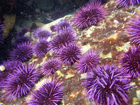 Morro Bay Wildlife Spotlight: Balls of Spines (AKA Sea Urchins)
