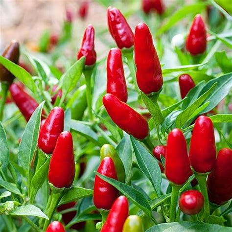 Thai Hot Pepper 3 Live Plants 3" Pots - Extremely Hot! - Walmart.com - Walmart.com