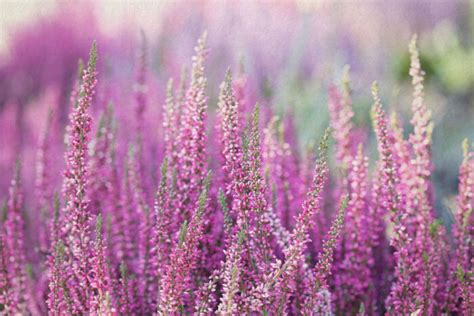 Heather Flower Meaning - Flower Meaning