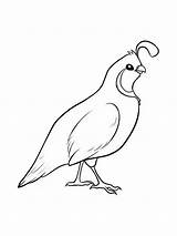 Quail Coloring Pages For Kids Sketch Page sketch template
