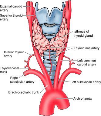 carotid subclavian inferior thyroid - Google Search | usmle | Pinterest | Thyroid and Search