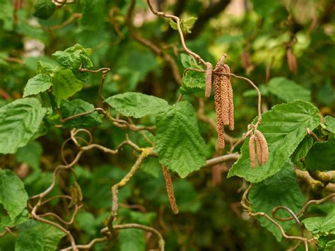 Contorted Filbert Trees: Tips On Caring For A Contorted Hazelnut Tree ...